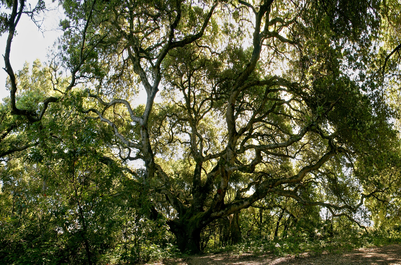 156   Oak tree at central junction_8439,42,5,8,51,4`04041010.jpg