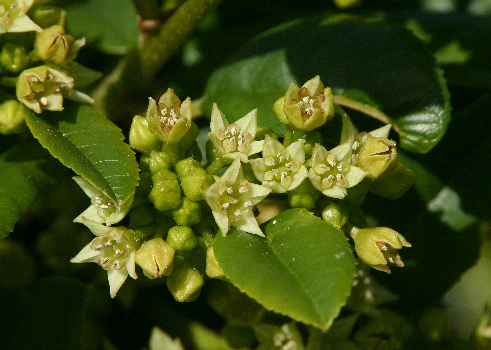 157   Coffee Berry flowers_9480`0404281421.JPG