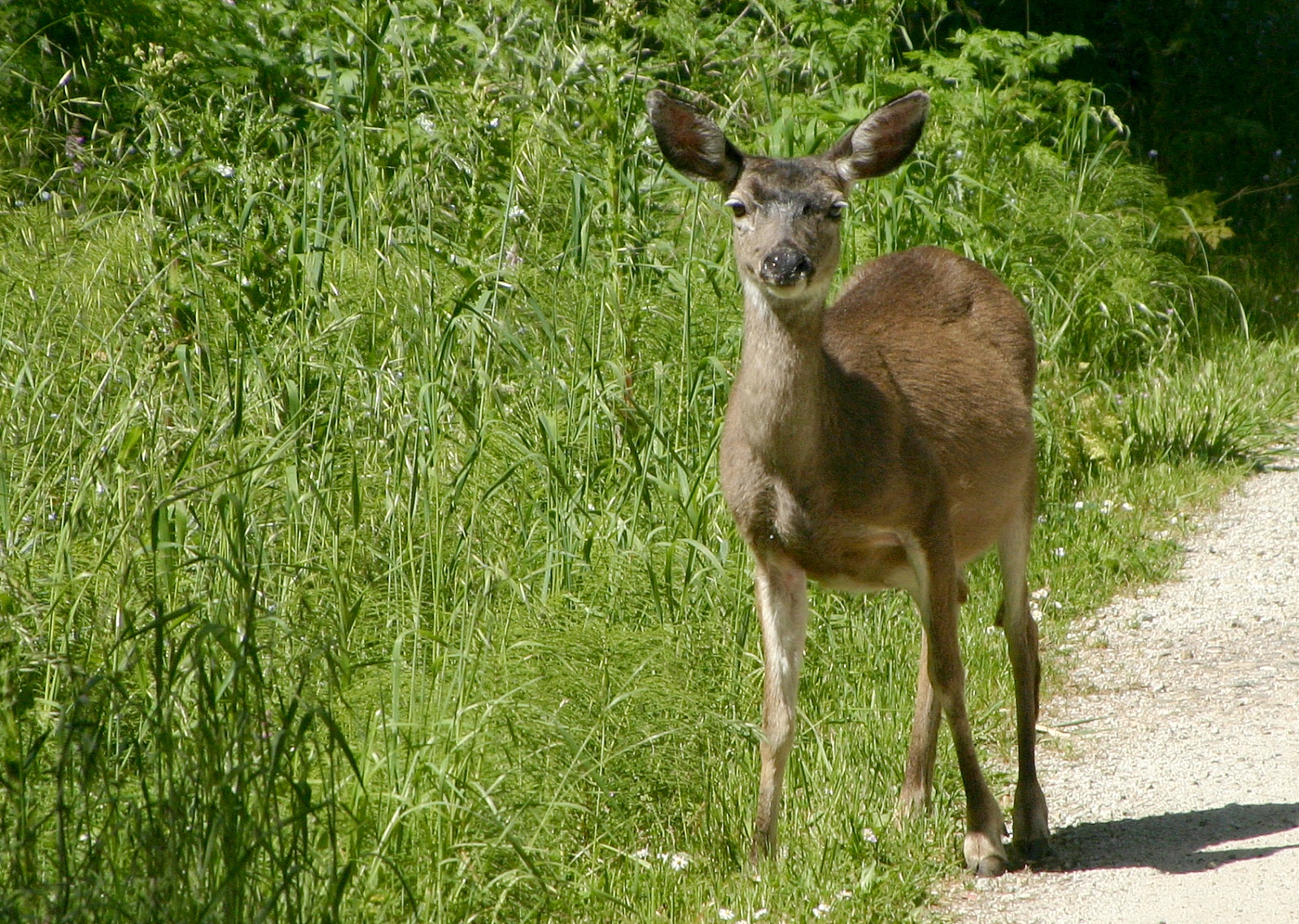 158   Deer_9511`0404281500.JPG