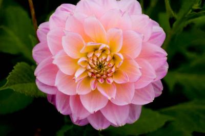 040930 Dahlia