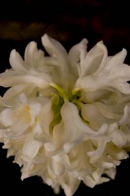 White Hyacinth