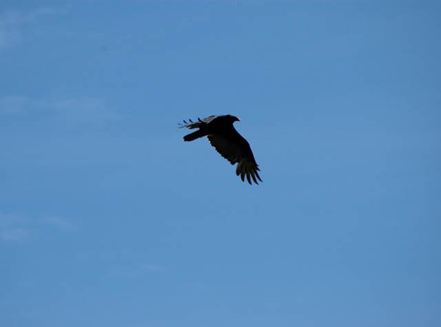 040910 Hawk
