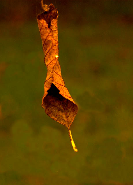 040929 Hanging