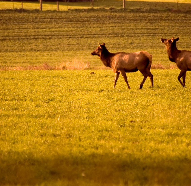 Elk