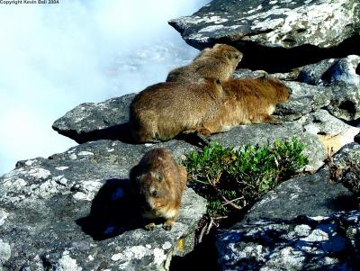 The rock dassie is the African elephants closest living relative, in spite of the size difference