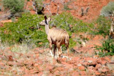 A lone Kudu