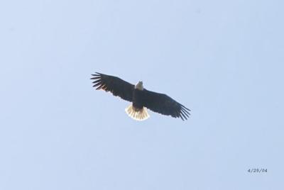 Flying Eagle  6627