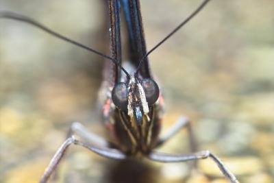 Butterfly Closeup