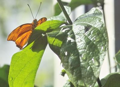 Translucent Orange