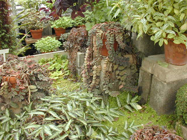 Inside the Greenhouse at I.U.