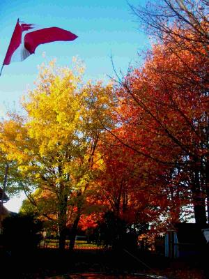 Autumn Leaves - Moncton, New Brunswick