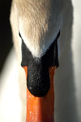 swan.JPG