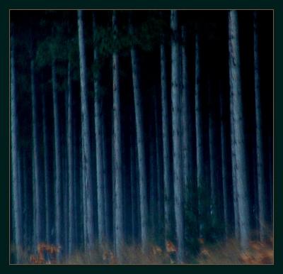 trees0699.jpg