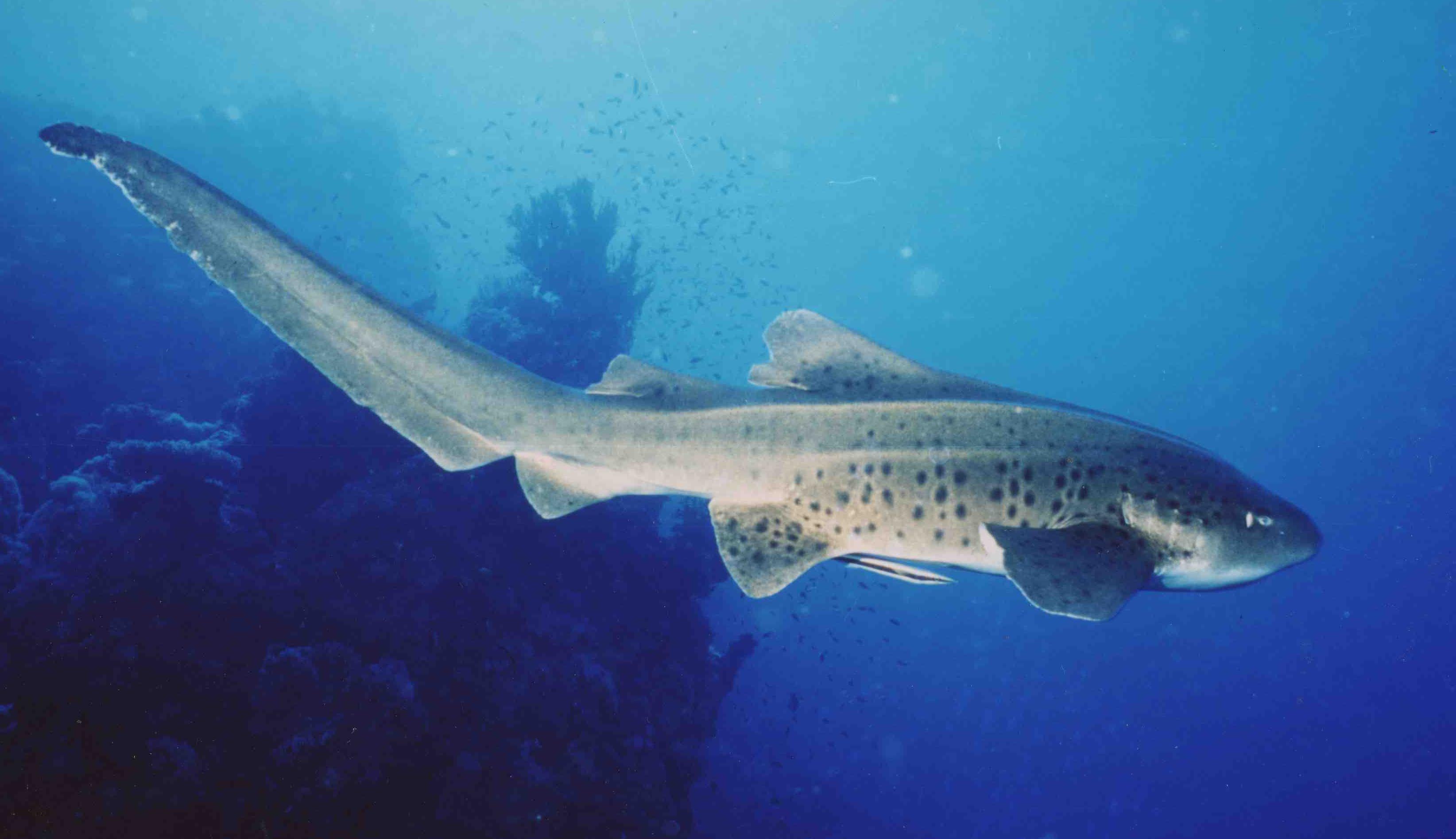 leopard shark.jpg