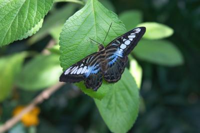 Blue Butterfly real close on leaf.jpg