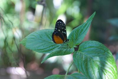 Butterfly monarch on leaf closeup.jpg