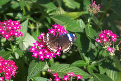 Butterfly on Pink Flower Stright.jpg