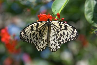 Butterfly yellow on red flower real close.jpg
