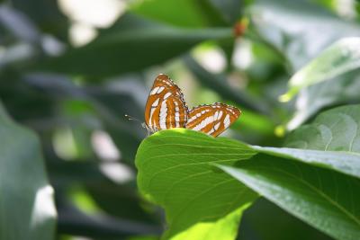 Orange Butterflies on Leaf Close.jpg