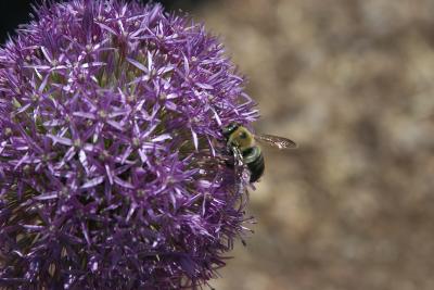 Purple Flower Bee Right Side.jpg