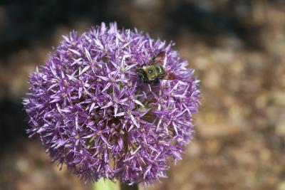 Purple Flower Bee Top.jpg