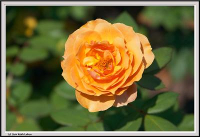 Golden Rose - CRW_1530 copy.jpg