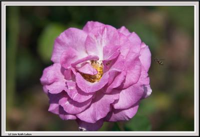 Lavender Rose - CRW_1535 copy.jpg
