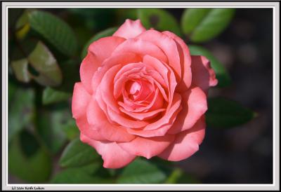 Pink Rose - CRW_1545 copy.jpg