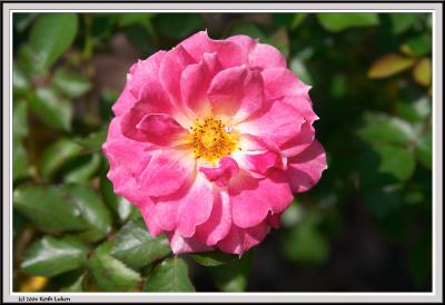 Pink Rose - CRW_1549 copy.jpg