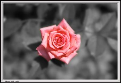 Pink Rose BW - CRW_1562 copy.jpg