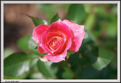 Pink Rose Small - CRW_1550 copy.jpg
