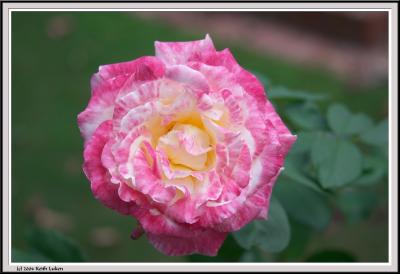 Pink and White Rose - CRW_1568 copy.jpg