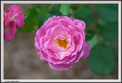 Purple Rose - CRW_1557 copy.jpg
