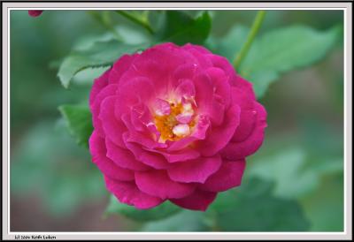 Purple Rose - CRW_1560 copy.jpg