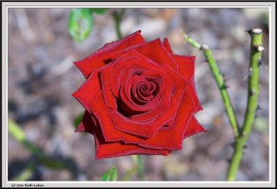 Red Rose - CRW_1517 copy.jpg