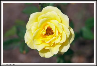 Yellow Rose - CRW_1546 copy.jpg