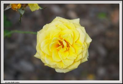 Yellow Rose - CRW_1555 copy.jpg