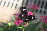 Butterfly on Pink Flower Real Close.jpg