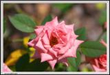 Pink Rose - CRW_1561 copy.jpg