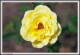 Yellow Rose - CRW_1546 copy.jpg
