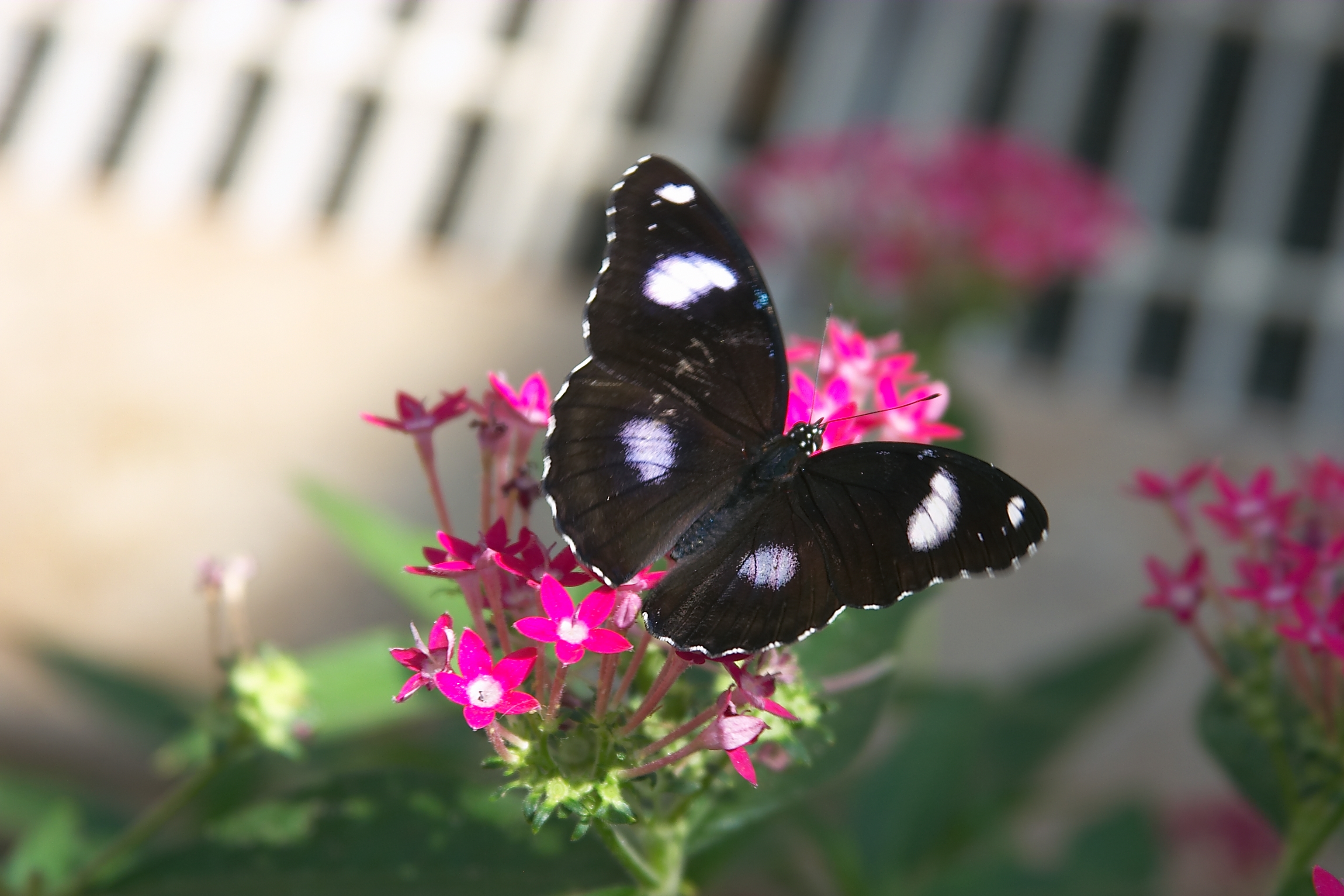 Butterfly on Pink Flower Real Close.jpg