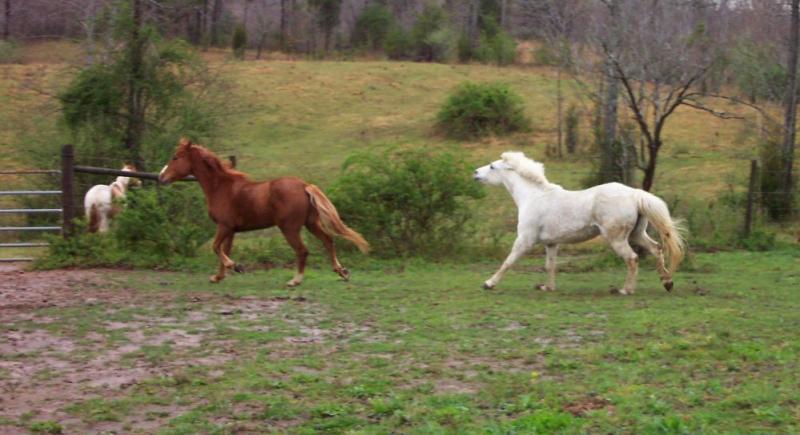 The pony Snow chasing Charlie