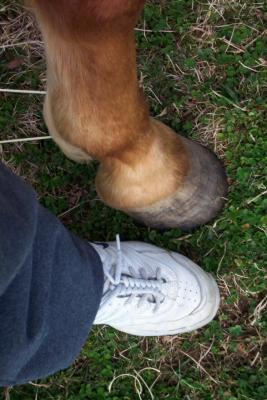 u44/knickles/medium/28744630.hanfootcharhoof.jpg