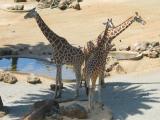 Oakland Zoo Giraffes