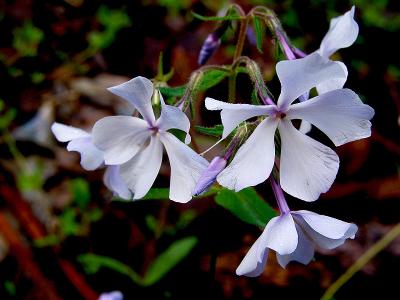 Phlox Again