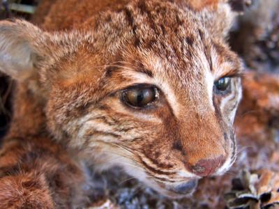 Bobcat on Display at the Nature Center
