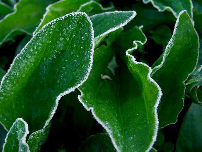 Frosted Leaves