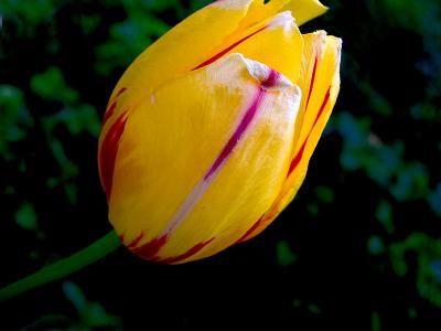 Yellow Tulip Ready to Bloom