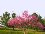 Redbud