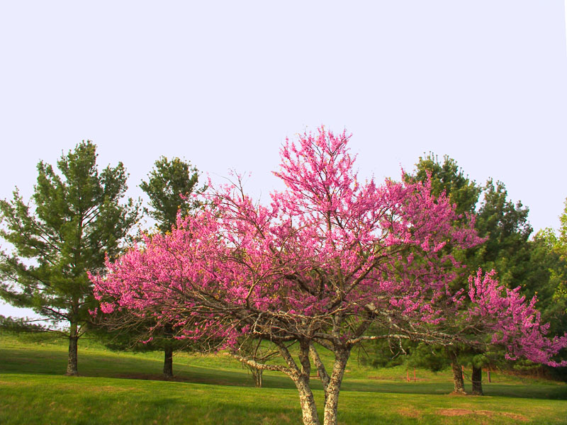 Redbud